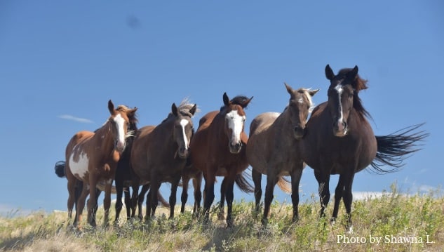 5 horses on a hill